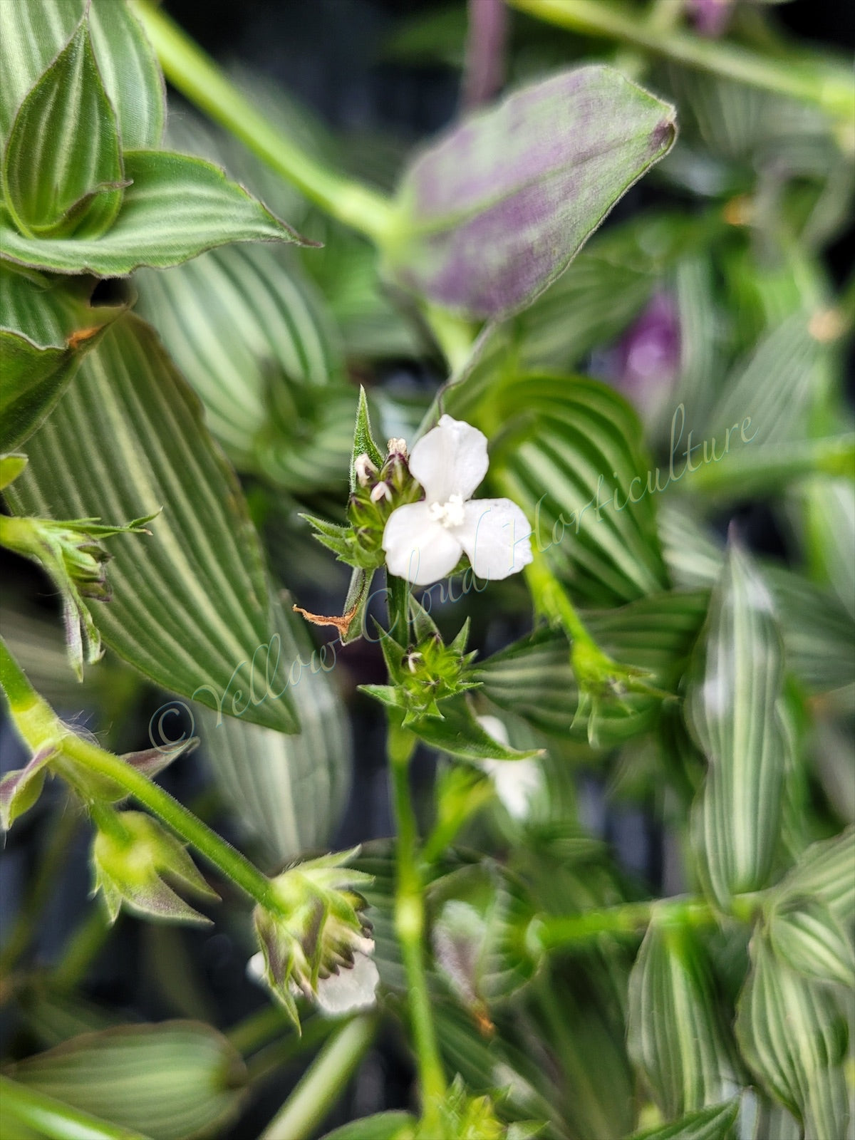 Callisia Gentlei var ‘Elegans’