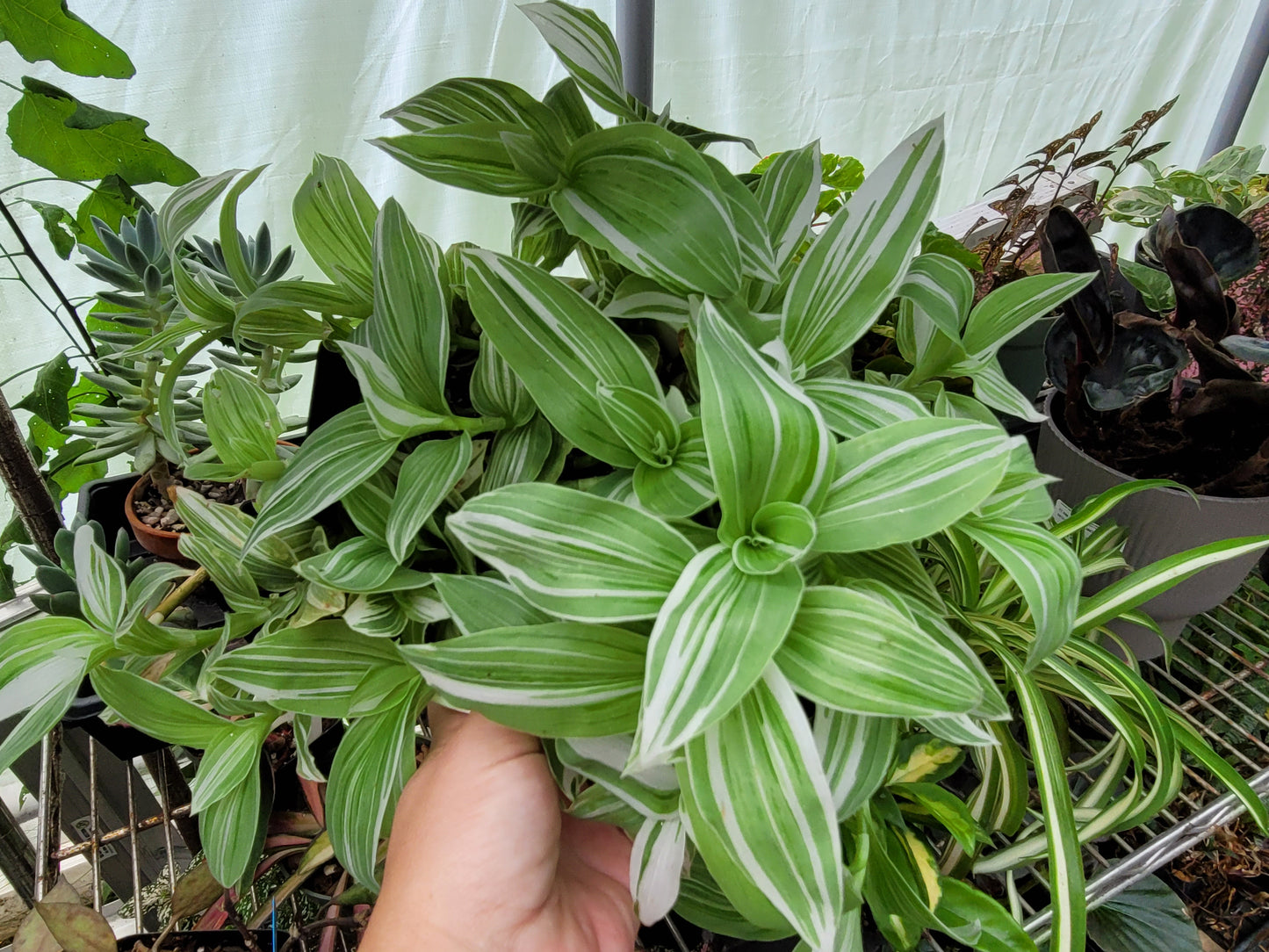 Tradescantia Continental ‘Albovittata’