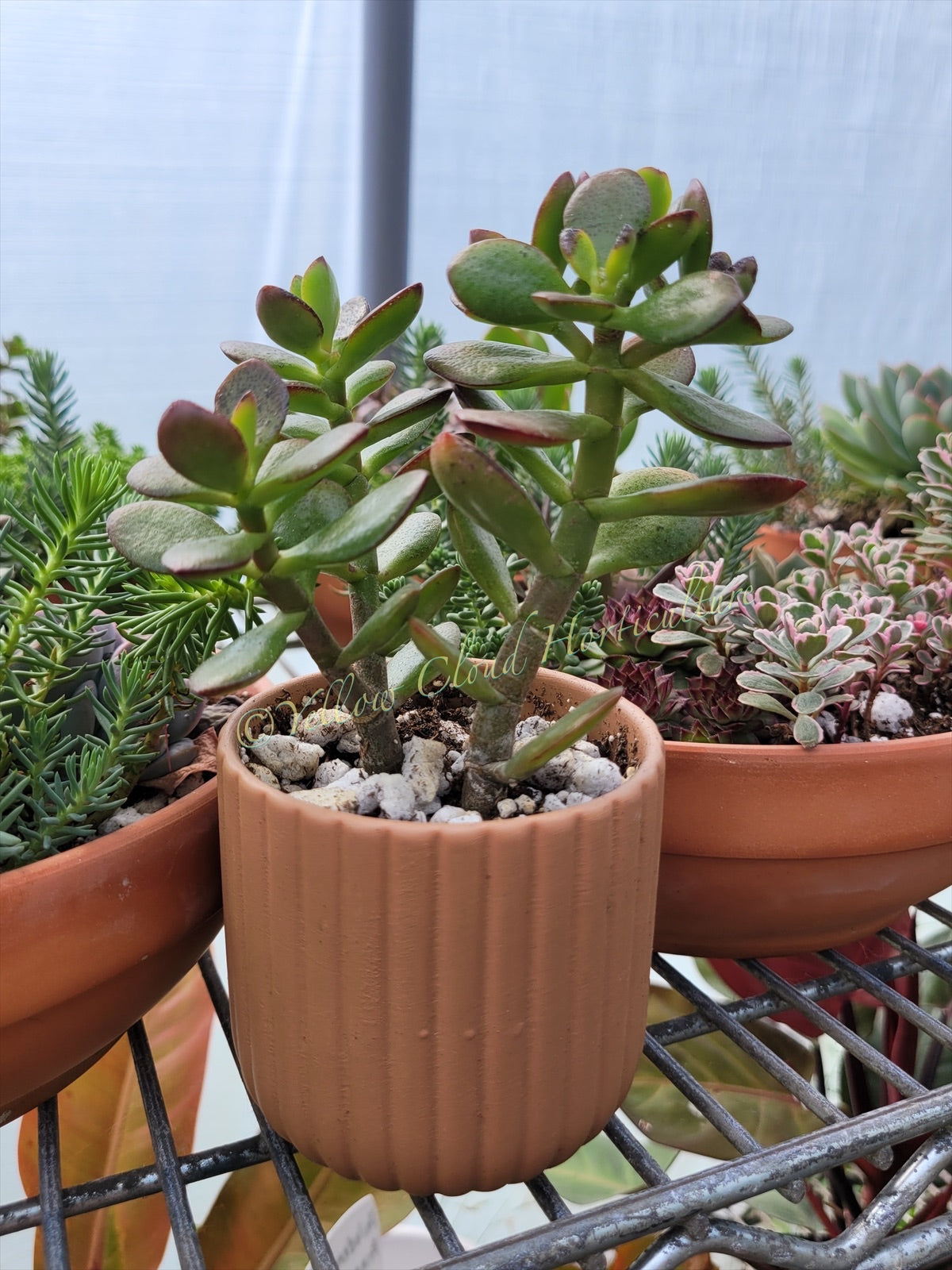 Crassula Ovata ‘Crosby’s Compact’ Jade Tree