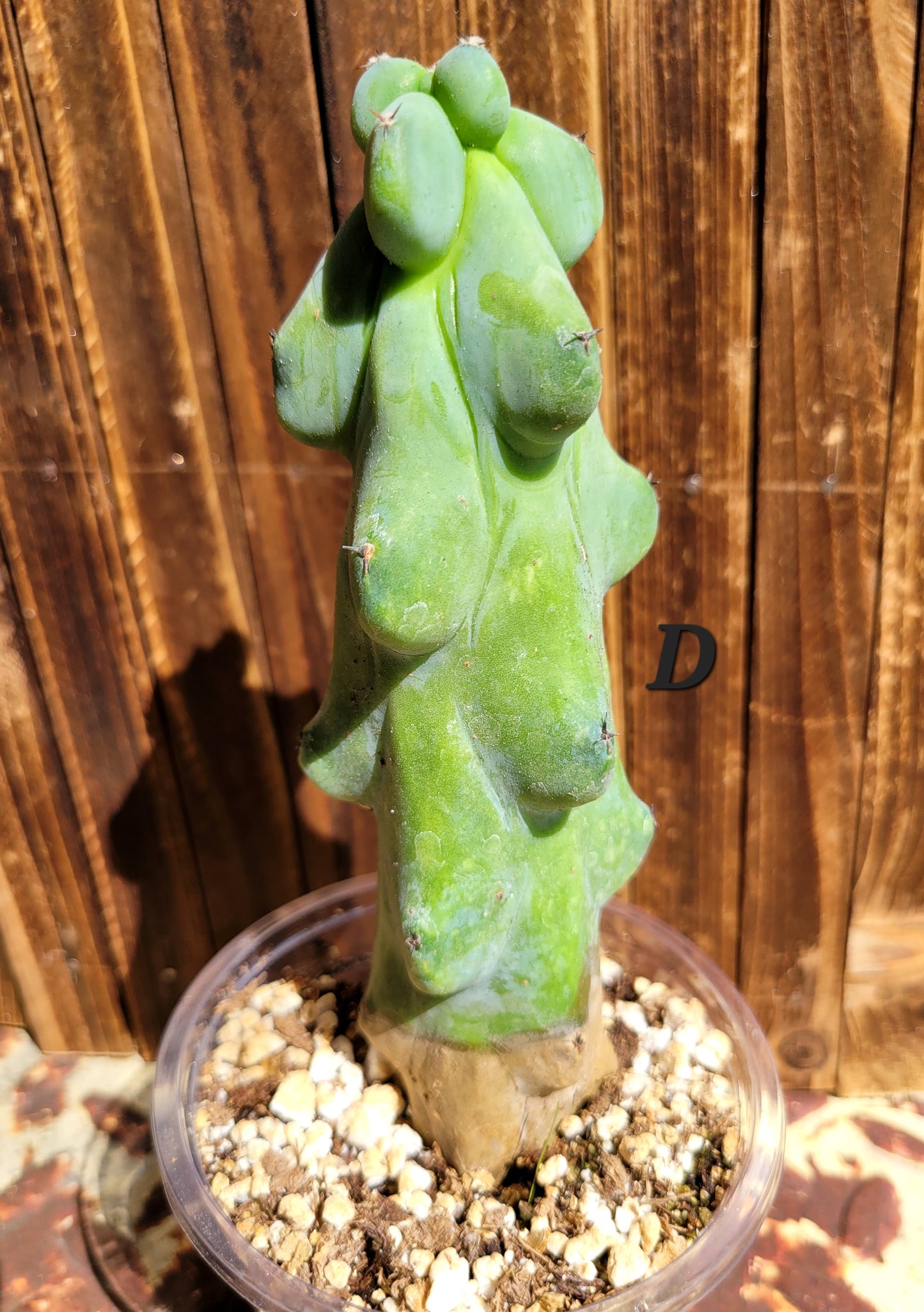 Myrtillocactus geometrizans ‘Fukurokuryuzinboku’ (Boobie Cactus)