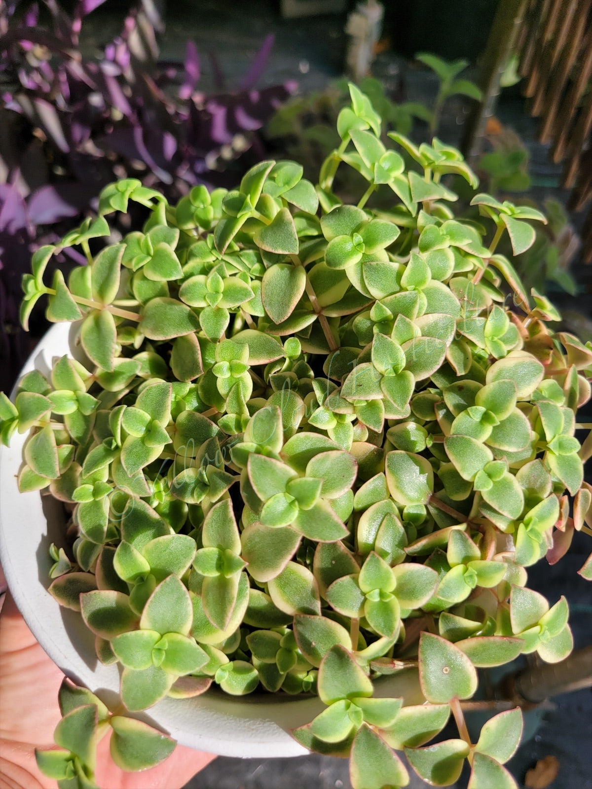 Crassula Pellucida Subsp. Marginalis ‘Rubra’ (“Calico Kittens”)