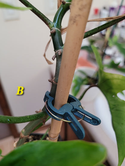 Philodendron squamiferum x pedatum ‘Florida Ghost’ “Mint”
