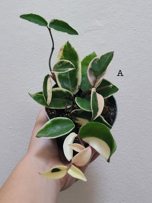 Hoya carnosa Albomarginata