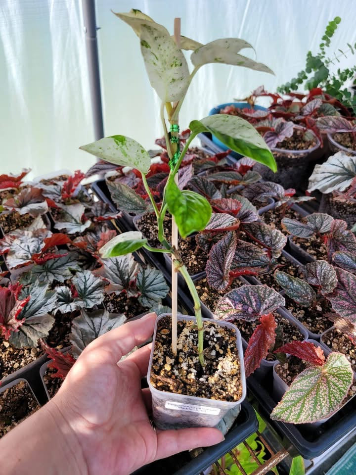 Epipremnum pinnatum ‘Marble’