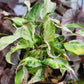 Syngonium Podophyllum ‘Starlite’