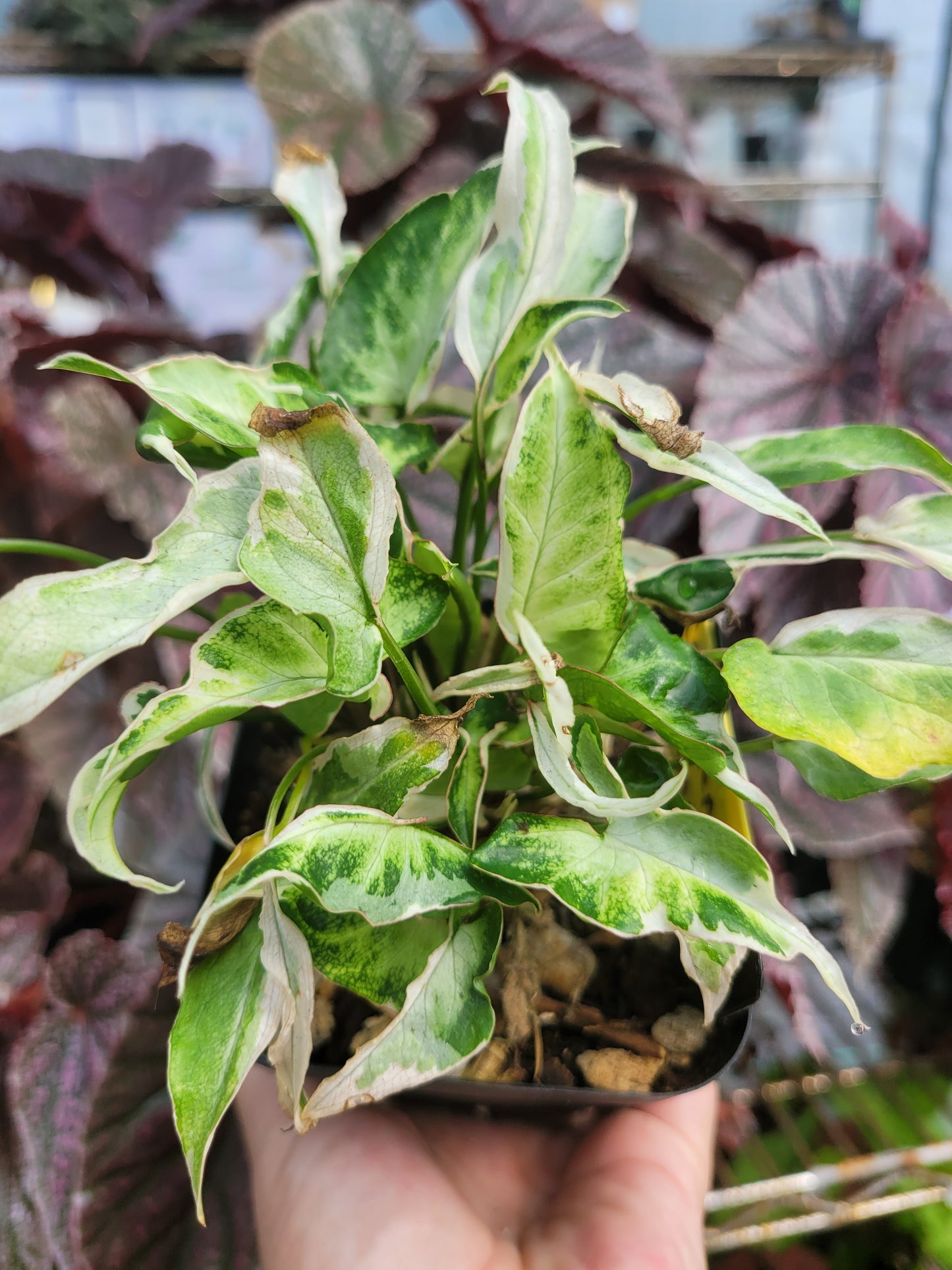 Syngonium Podophyllum ‘Starlite’