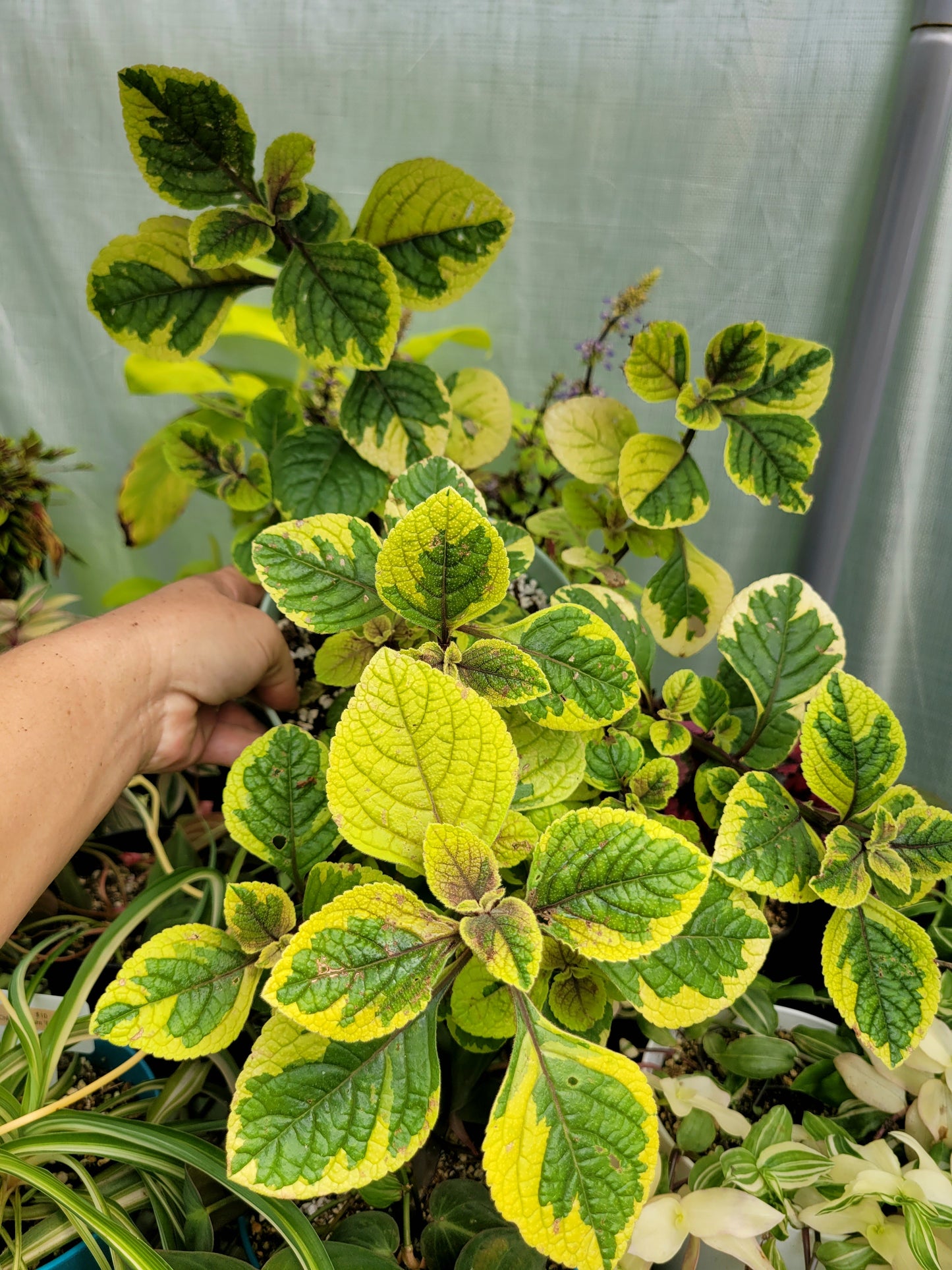 Plectranthus ‘Guacamole’ (Swedish Ivy)