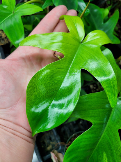 Philodendron squamiferum x pedatum ‘Florida Ghost’ “Mint”
