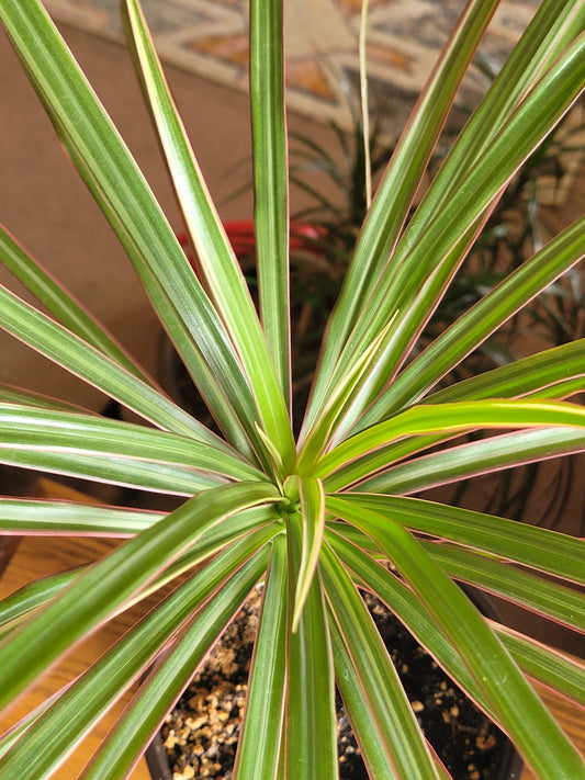 Dracaena marginata ‘Tricolor’