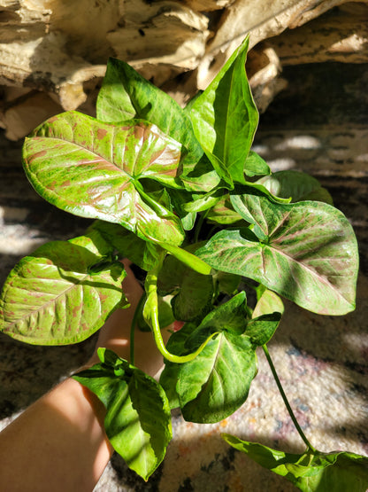 Syngonium Podophyllum ‘Confetti’