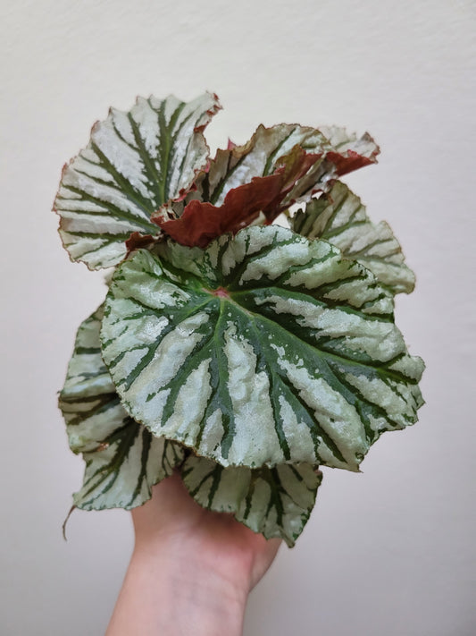 Angel Wing Begonia ‘Looking Glass’