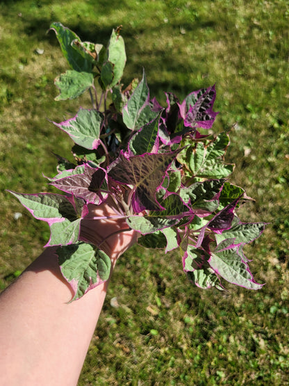 Ipomoea Batatas ‘Tricolor’ (Variegated sweet potato vine)