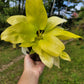 Philodendron Warscewiczii 'Aurea'