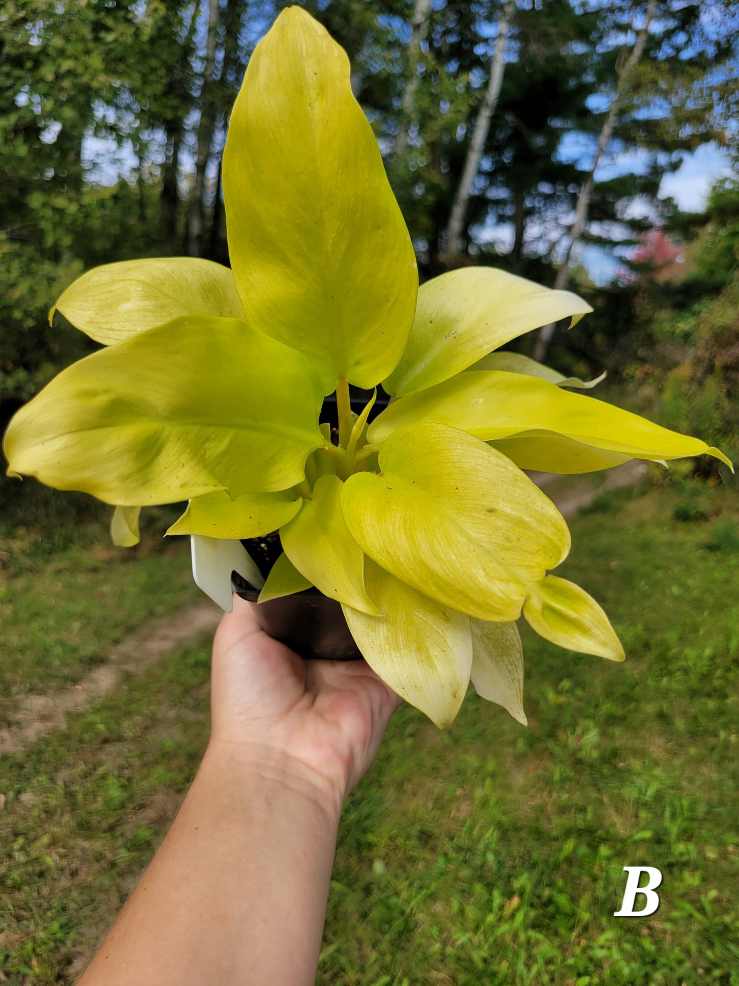 Philodendron Warscewiczii 'Aurea'