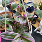 Tradescantia Cerinthoides ‘Nanouk’ (“Fantasy Venice” “Bubblegum”)