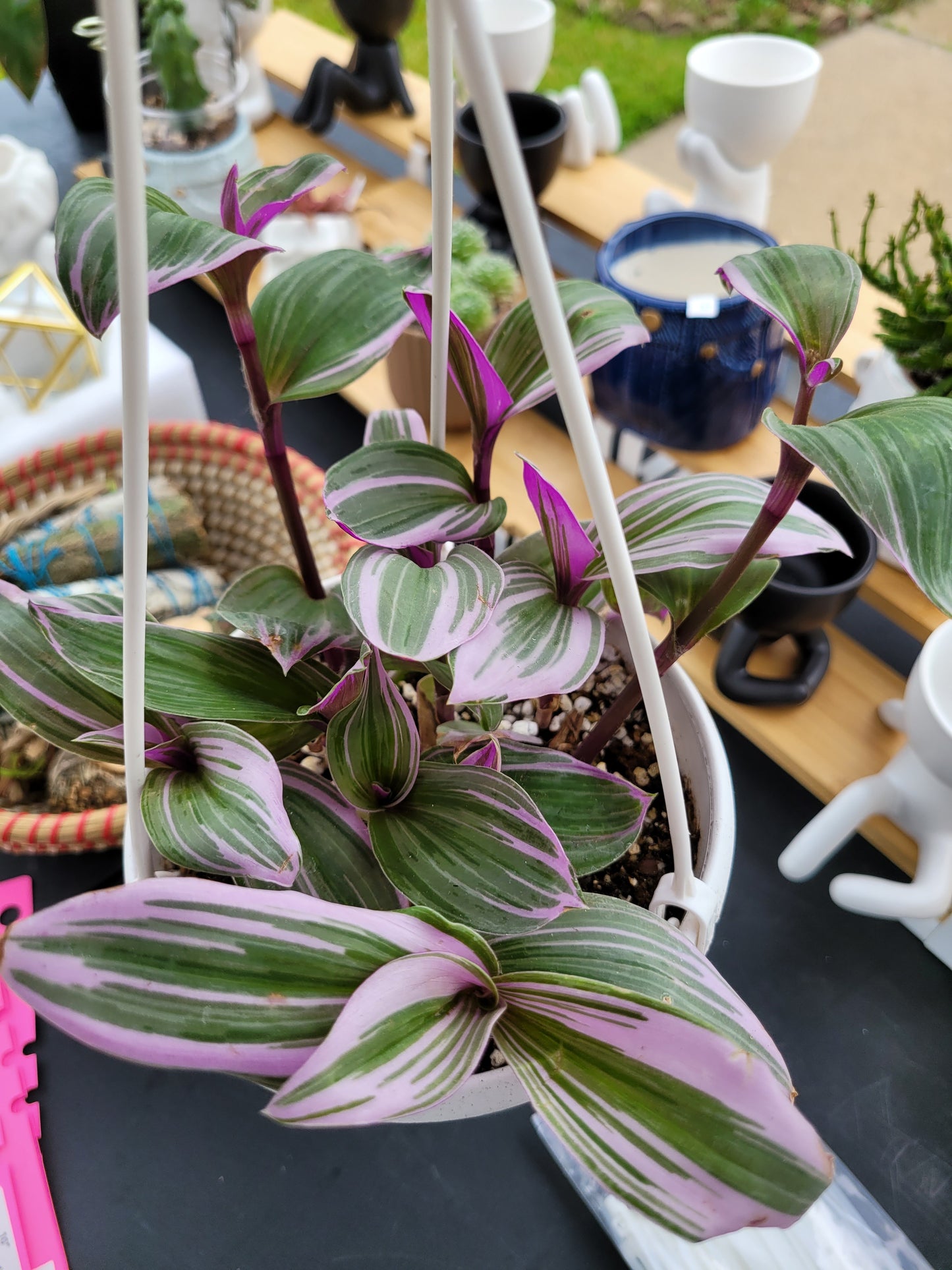 Tradescantia Cerinthoides ‘Nanouk’ (“Fantasy Venice” “Bubblegum”)