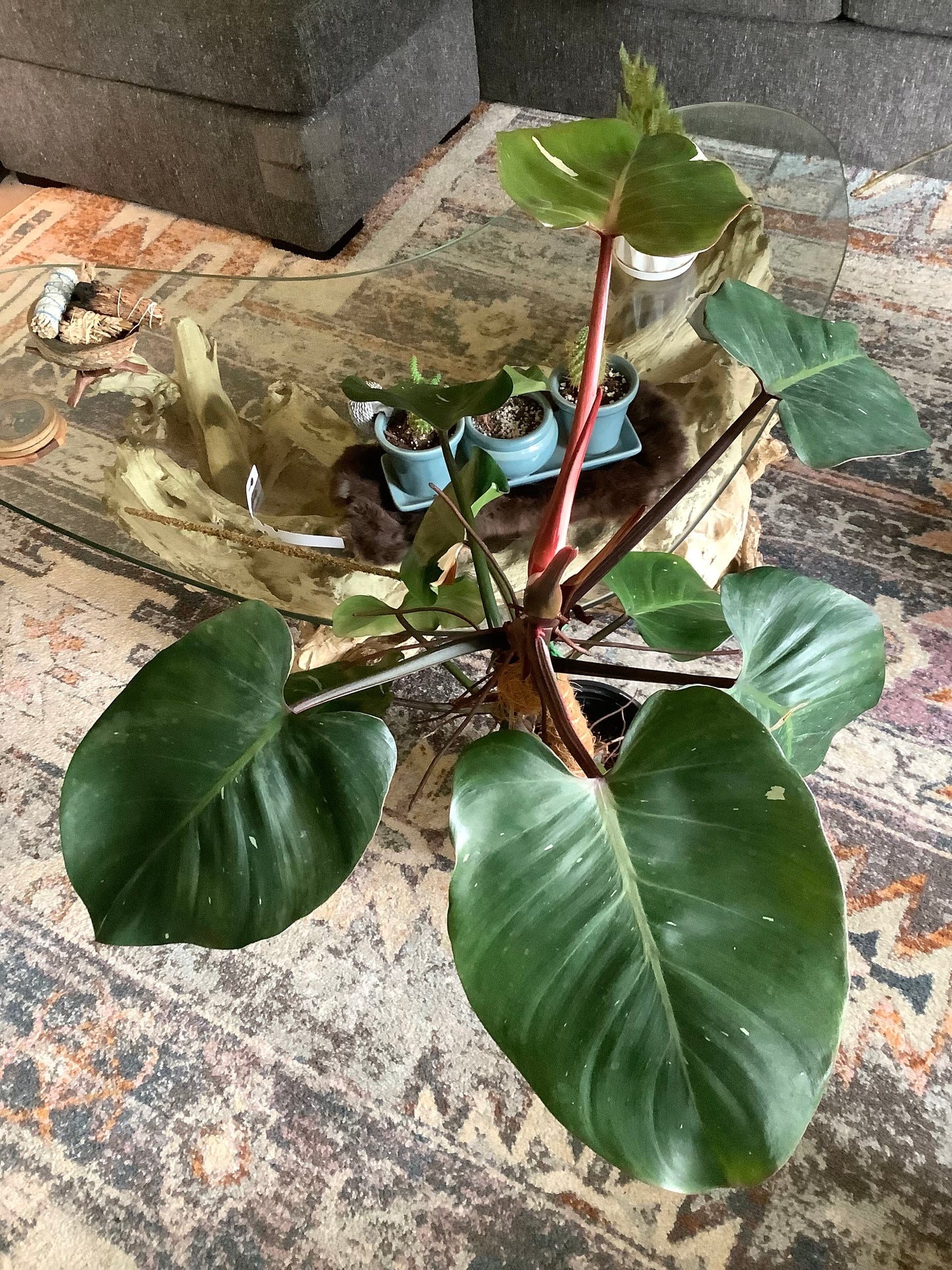 Philodendron ‘White Wizard’