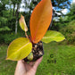 Philodendron Erubescens Prince of Orange