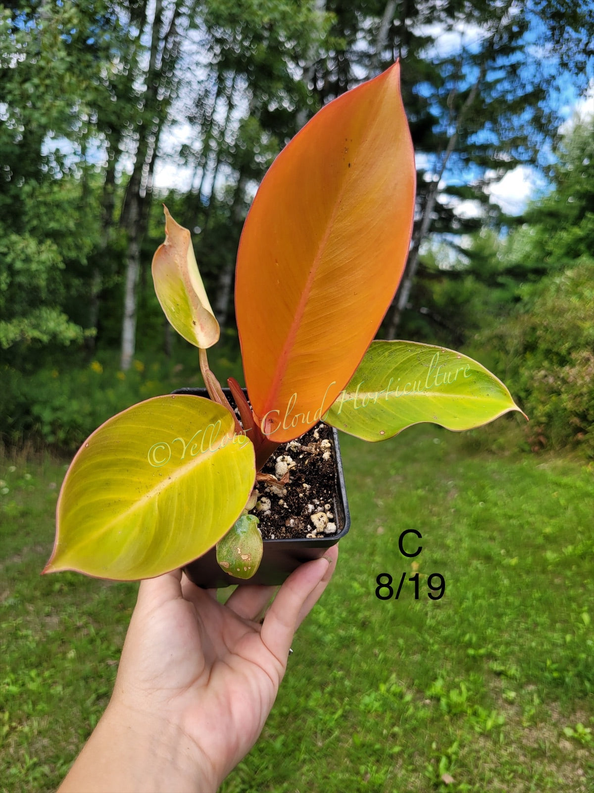 Philodendron Erubescens Prince of Orange