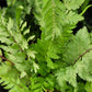 Athyrium filix-femina “Lady Fern”