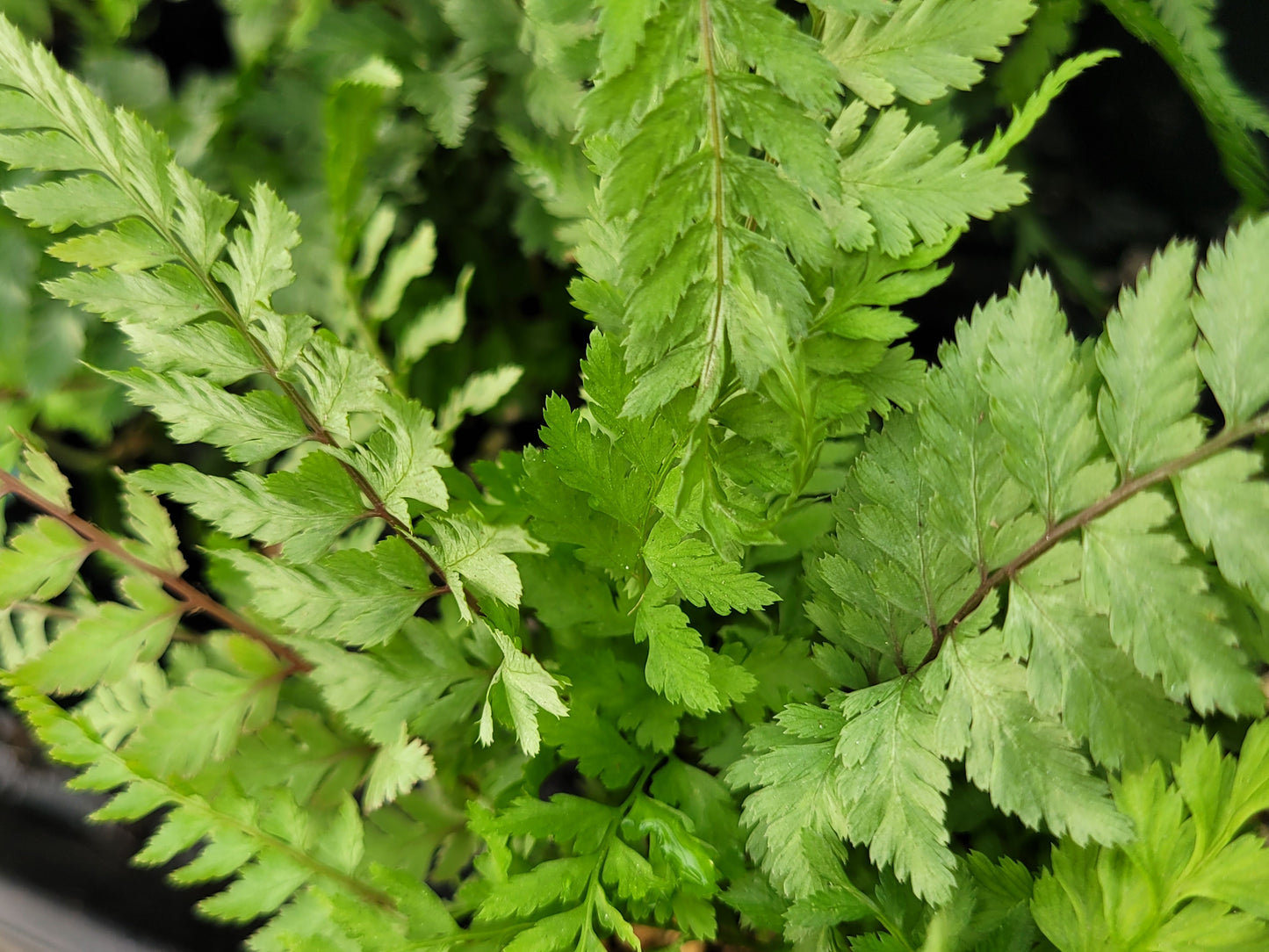 Athyrium filix-femina “Lady Fern”