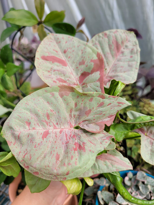 Syngonium podophyllum ‘Milk Confetti’