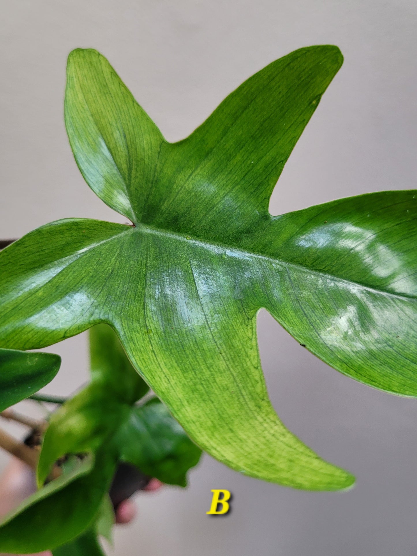 Philodendron squamiferum x pedatum ‘Florida Ghost’ “Mint”