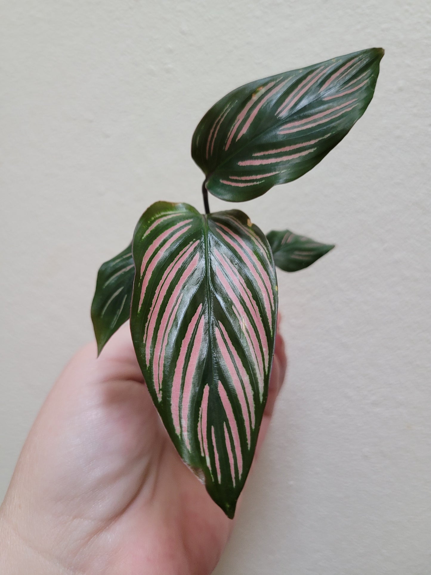 Calathea majestica ‘White Star’