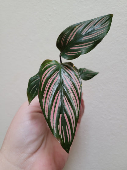 Calathea majestica ‘White Star’
