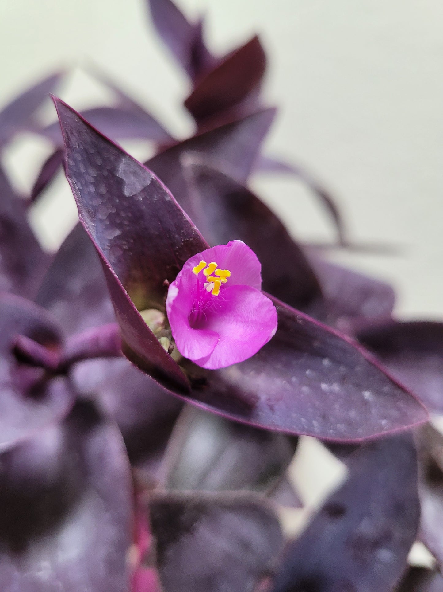Tradescantia pallida ‘Purple Pixie’
