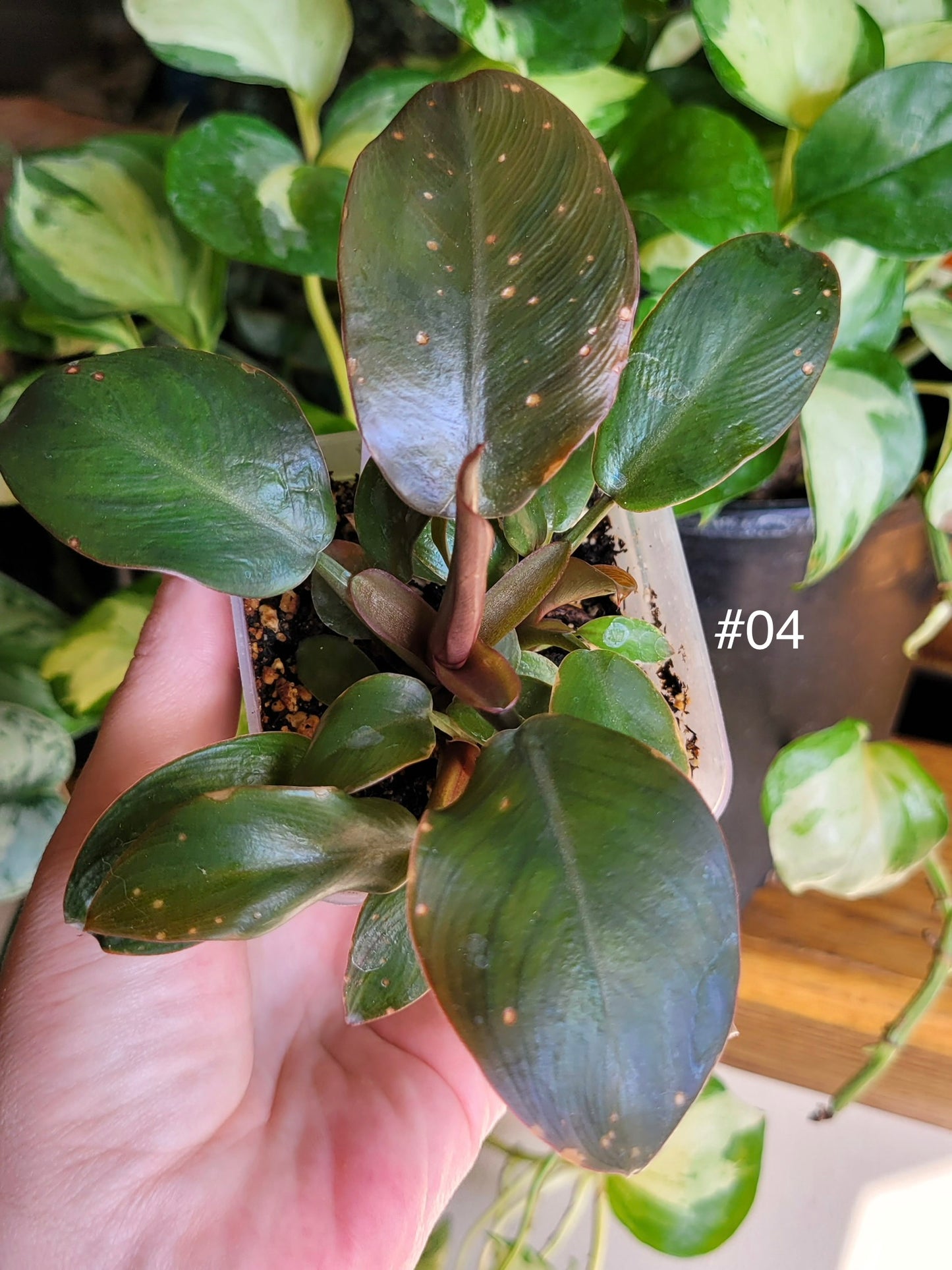 Philodendron ‘Black Cardinal’
