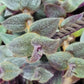 Cyanotis Boddomei (“Teddy Bear Vine”)