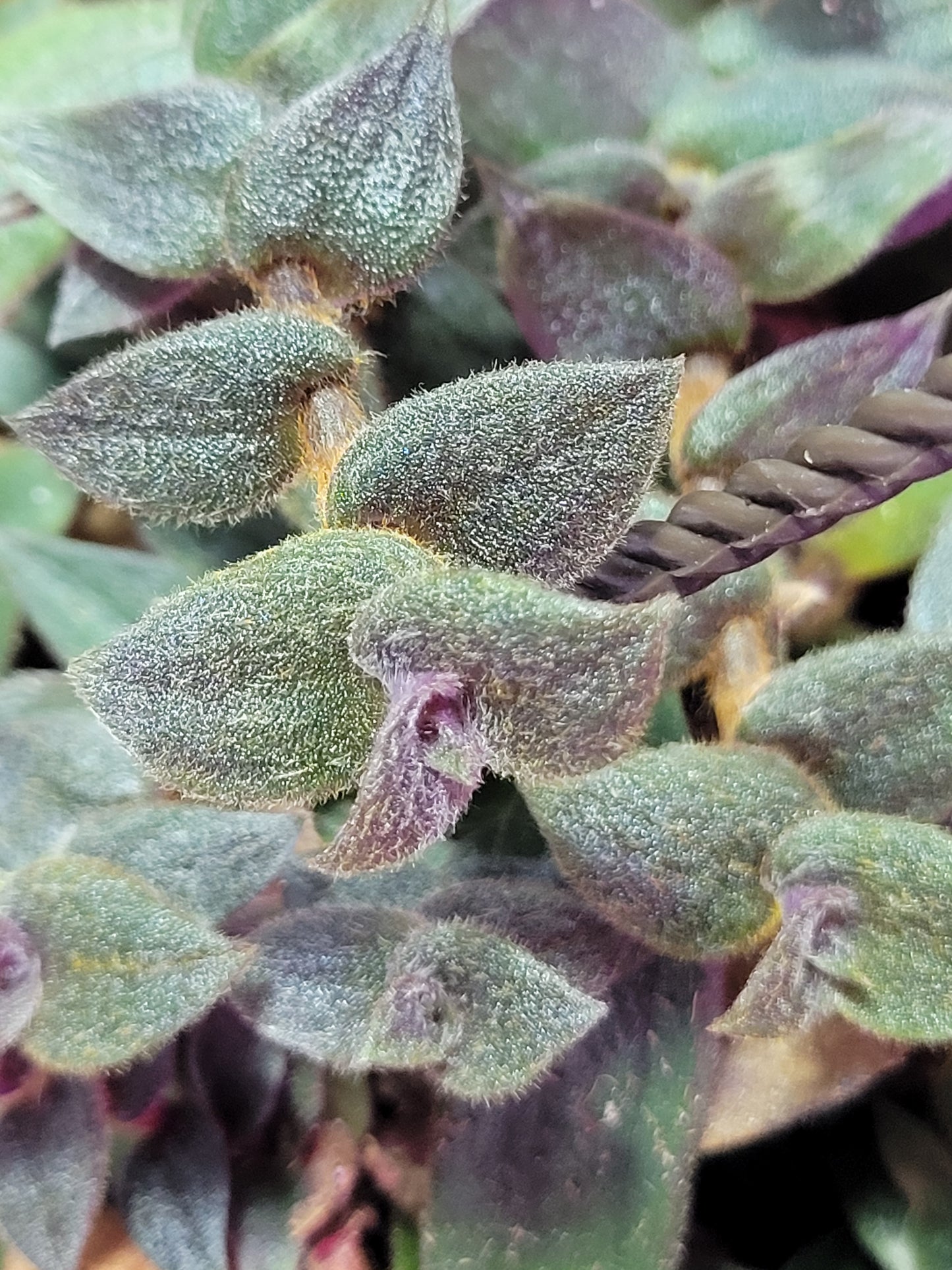 Cyanotis Boddomei (“Teddy Bear Vine”)