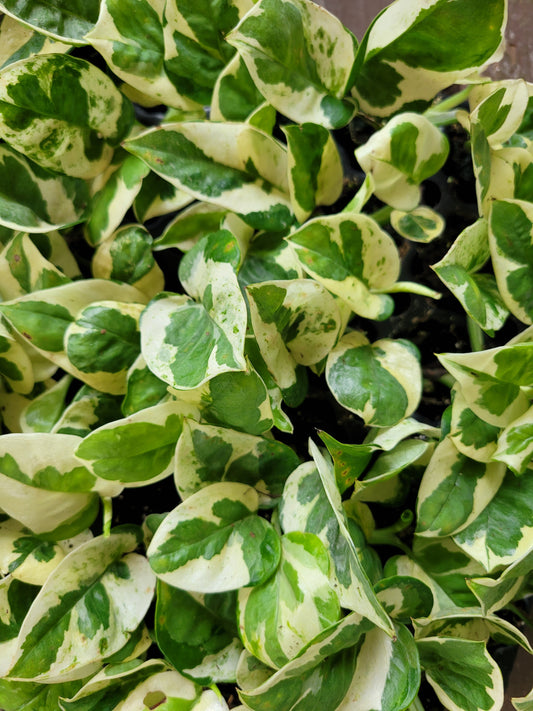 Epipremnum aureum ‘NJoy’ Pothos