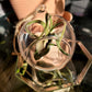 Glass Bulb Terrarium