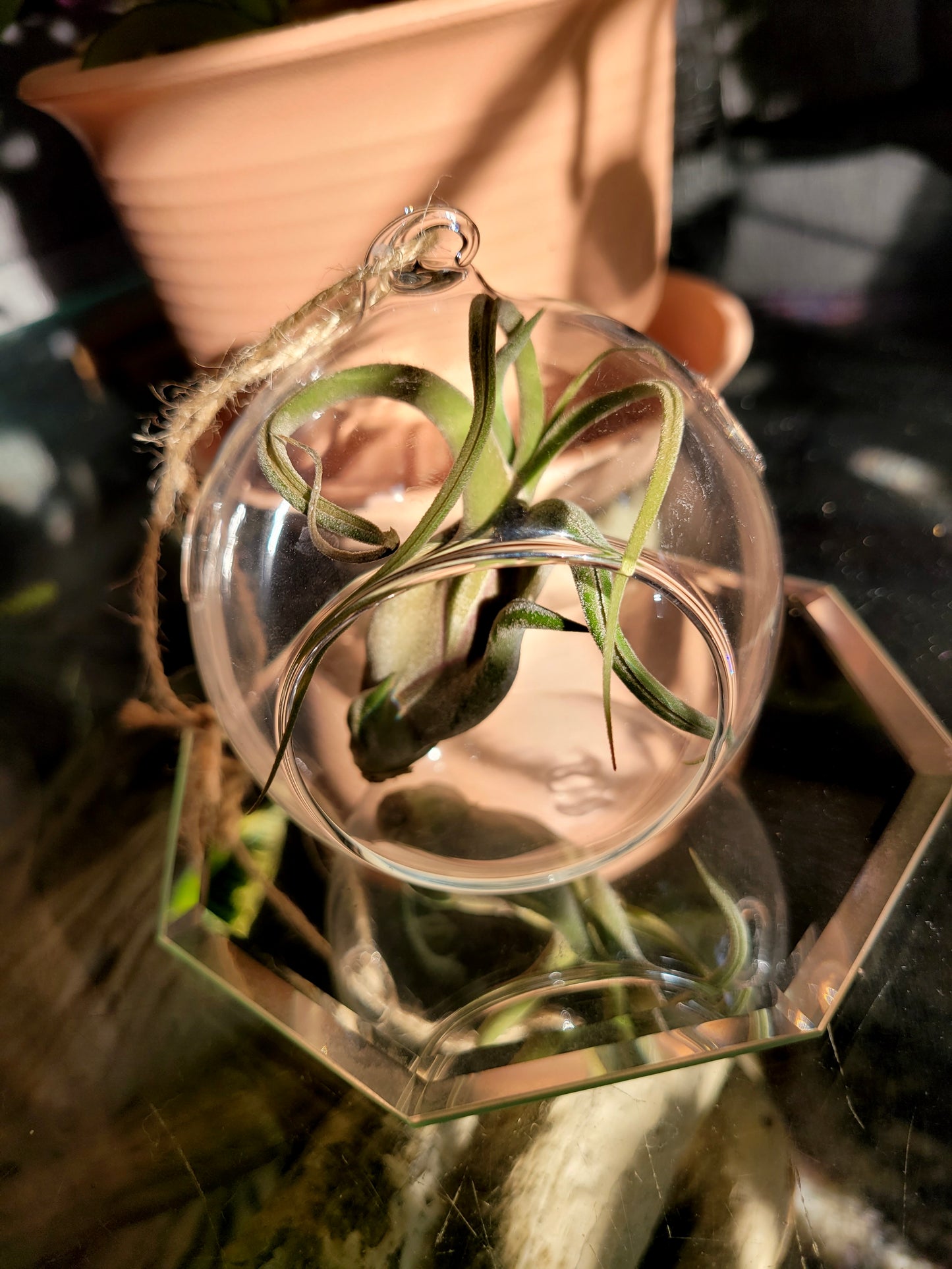 Glass Bulb Terrarium