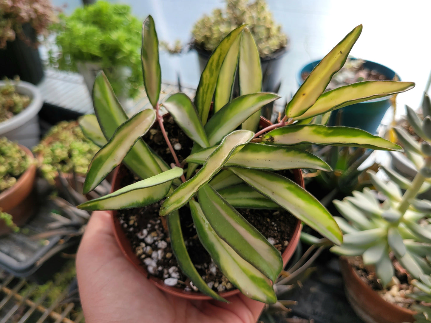 Hoya Wayetii ‘Tricolor’