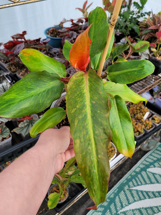 Philodendron 'Orange Marmalade' (aka Quadcolor)