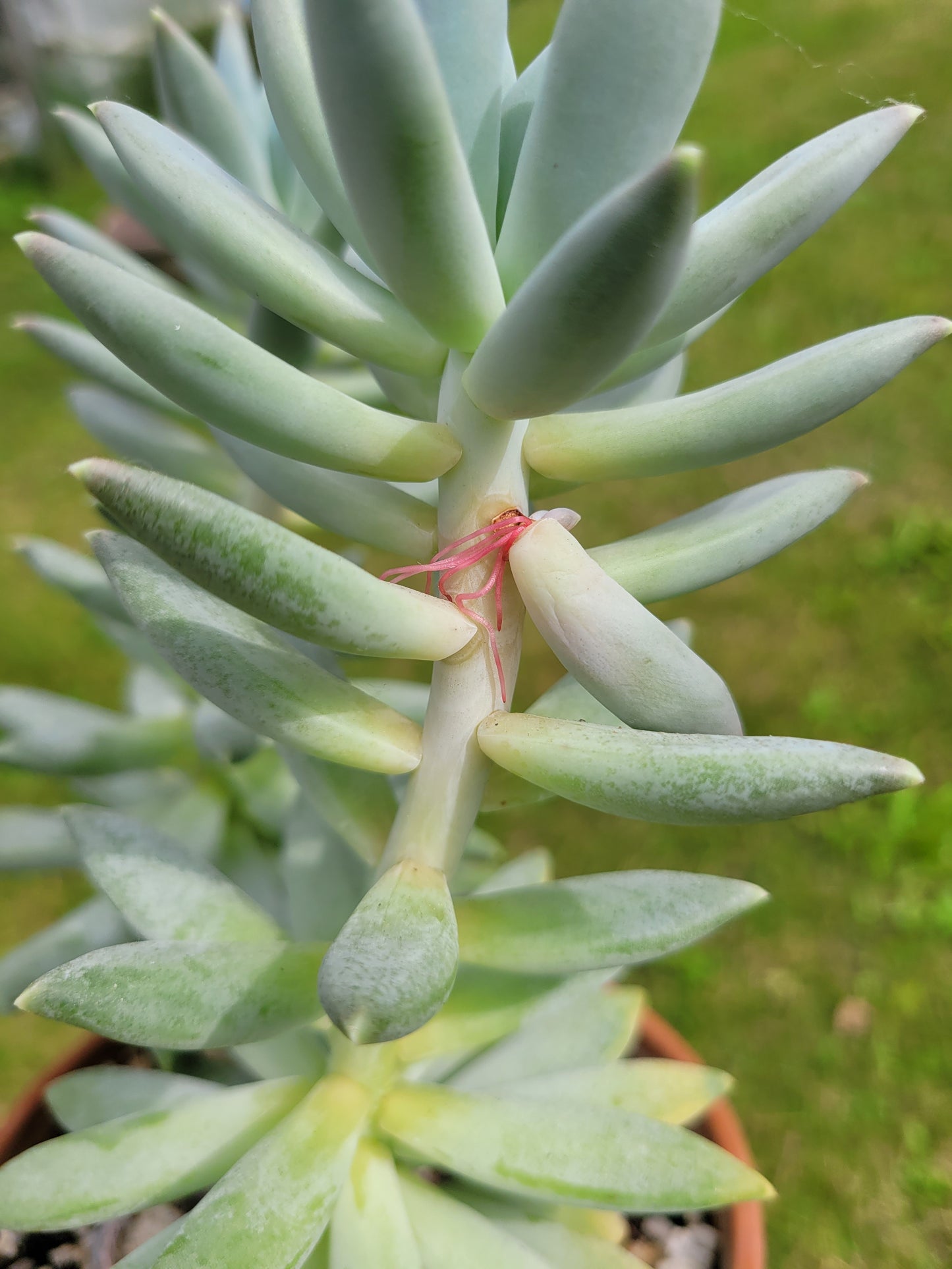 Pachyphytum ‘Moon Silver’