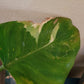 Philodendron ‘White Wizard’