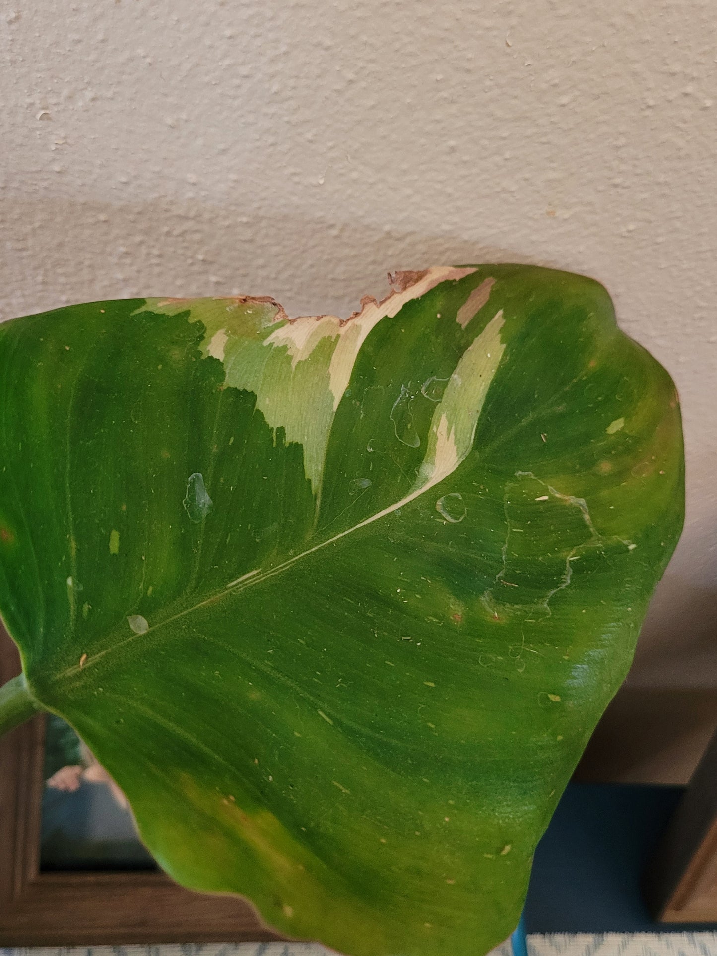 Philodendron ‘White Wizard’