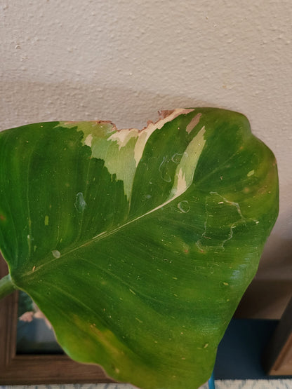 Philodendron ‘White Wizard’