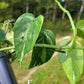 Epipremnum pinnatum ‘Albo-Variegata’