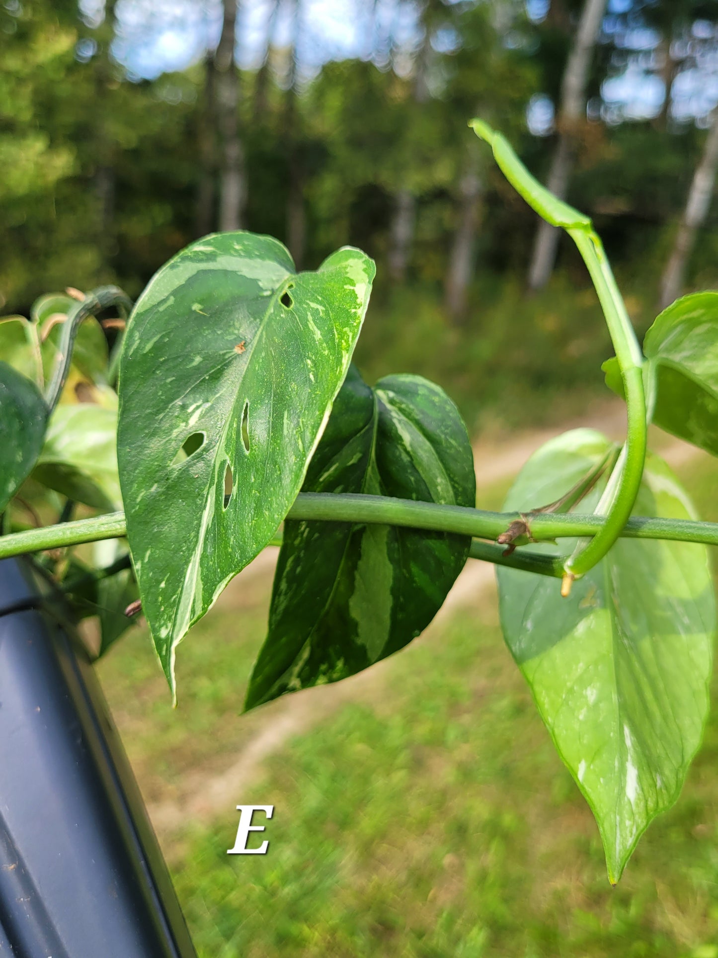 Epipremnum pinnatum ‘Albo-Variegata’