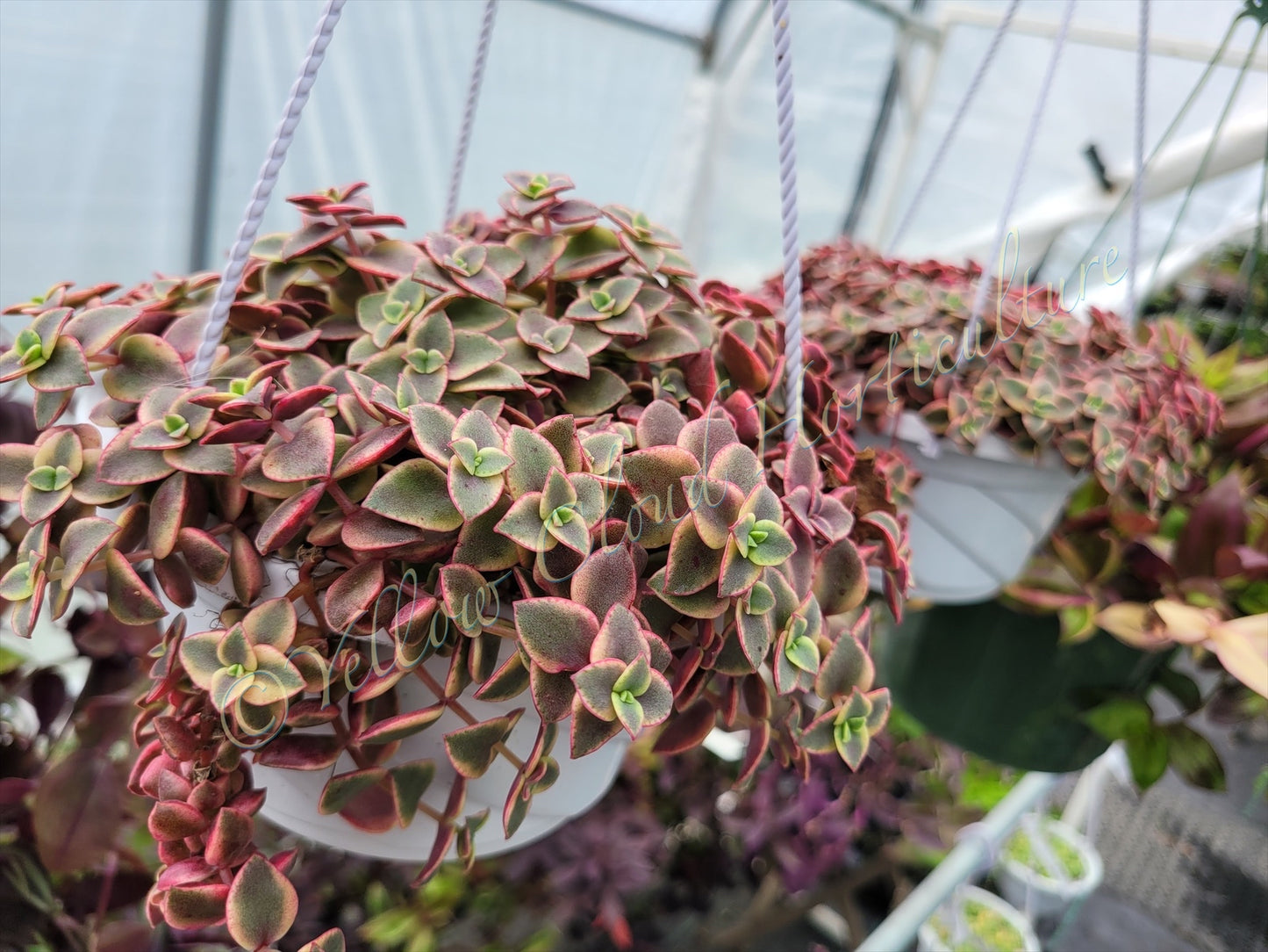 Crassula Pellucida Subsp. Marginalis ‘Rubra’ (“Calico Kittens”)