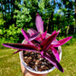 Tradescantia Pallida ‘Pink Stripe’