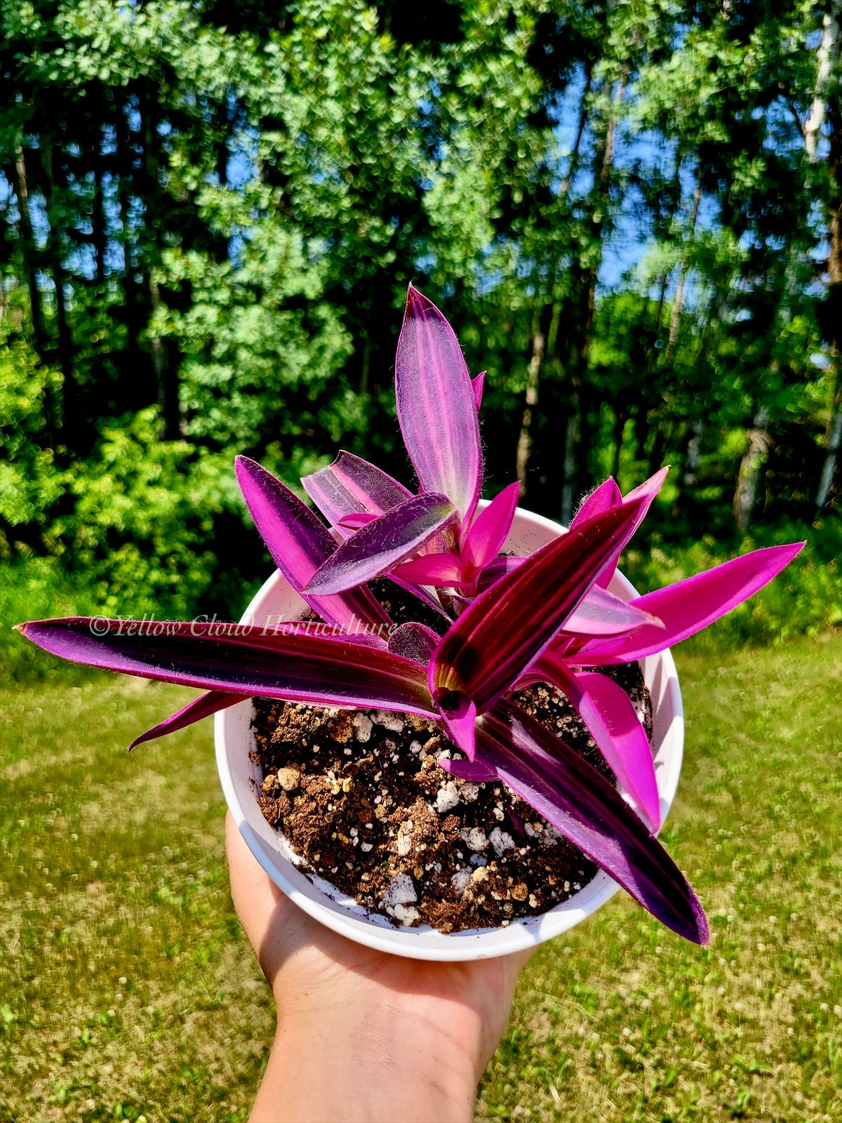 Tradescantia Pallida ‘Pink Stripe’