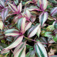 Tradescantia Zebrina Discolor-Multicolor