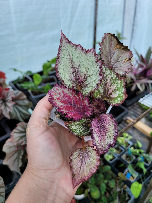 Begonia rex ‘Jurassic Jr Purple Spec’