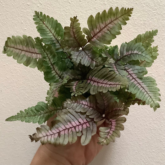 Pteris cretica albolineata - “Candy Striped Brake Fern”